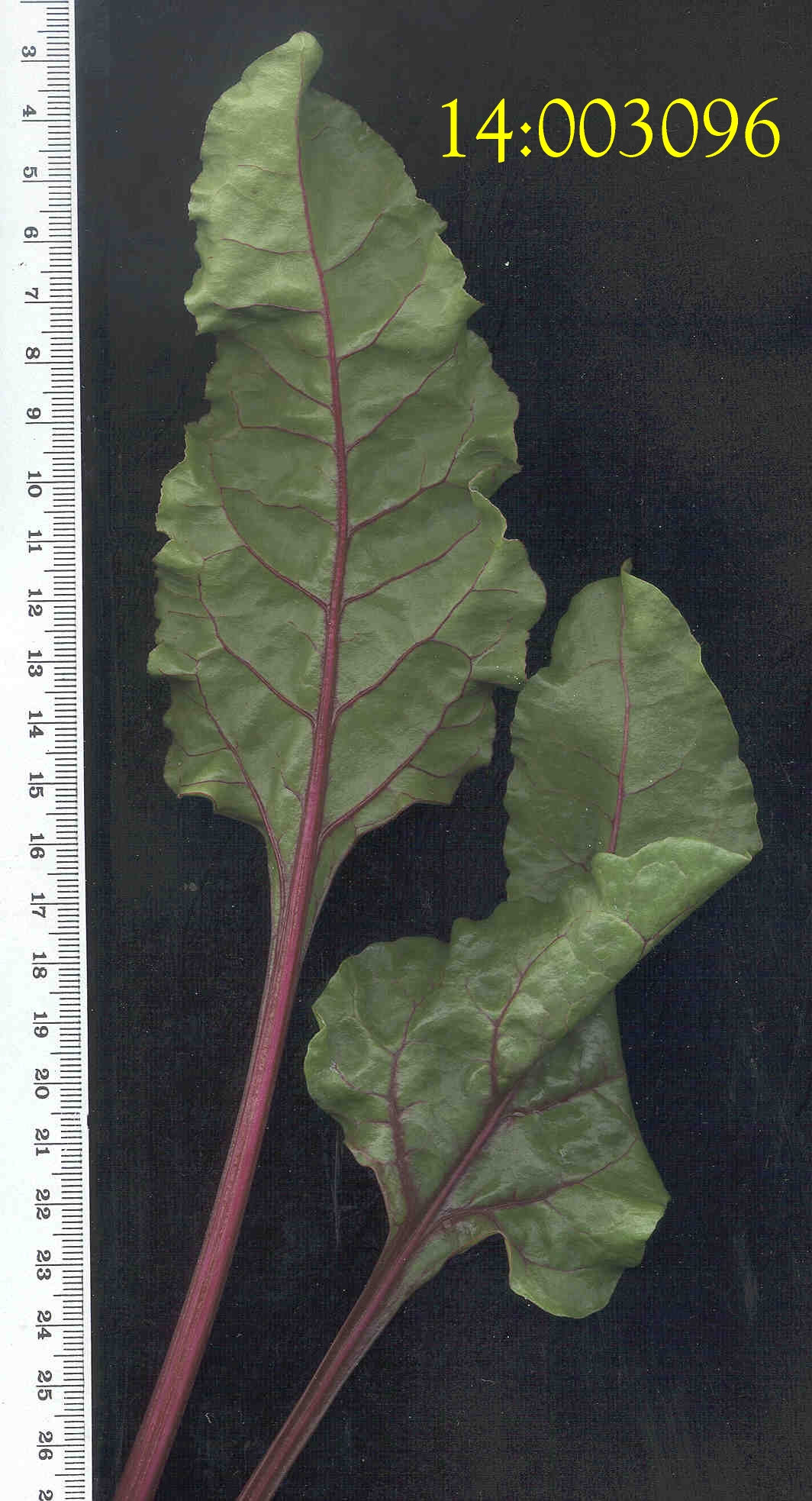 LEAF