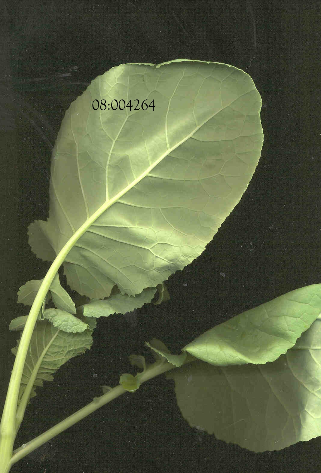 LEAF