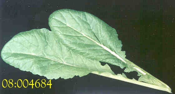 LEAF