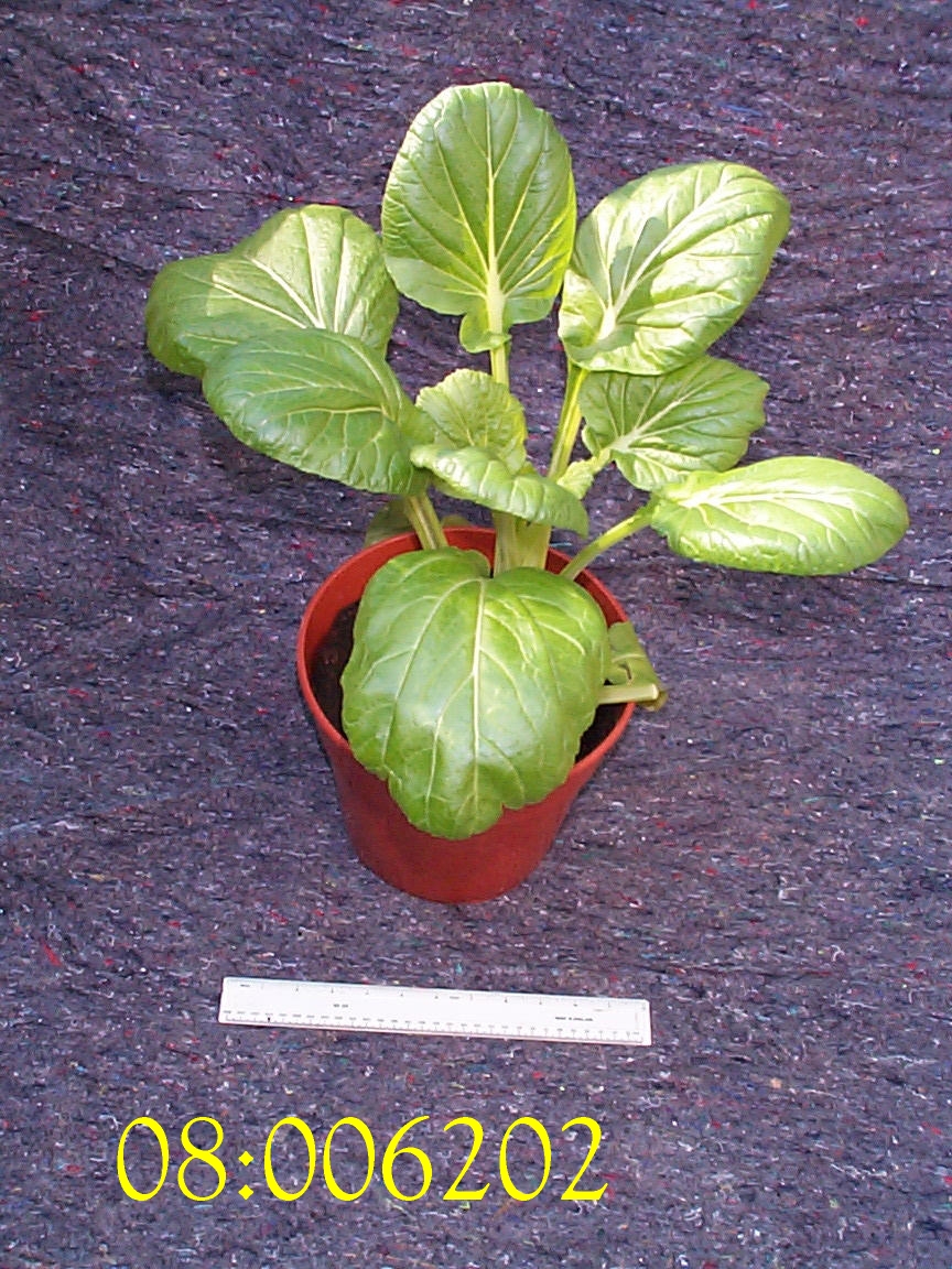 PLANT