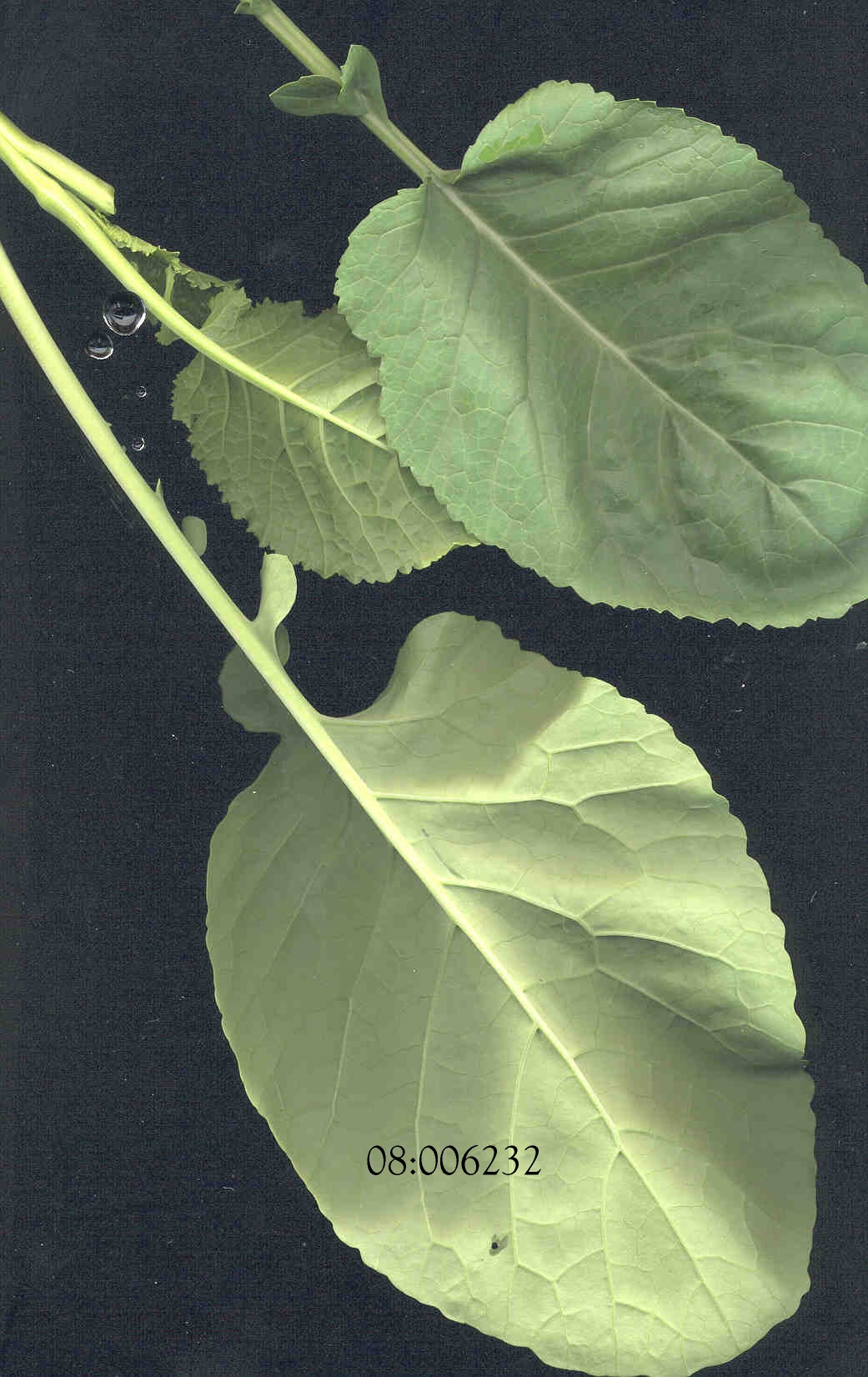 LEAF