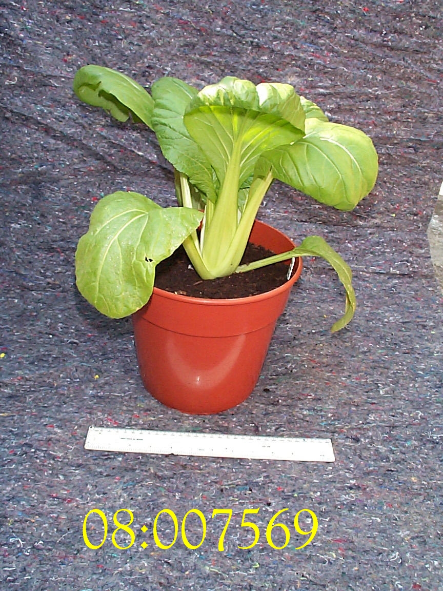 PLANT