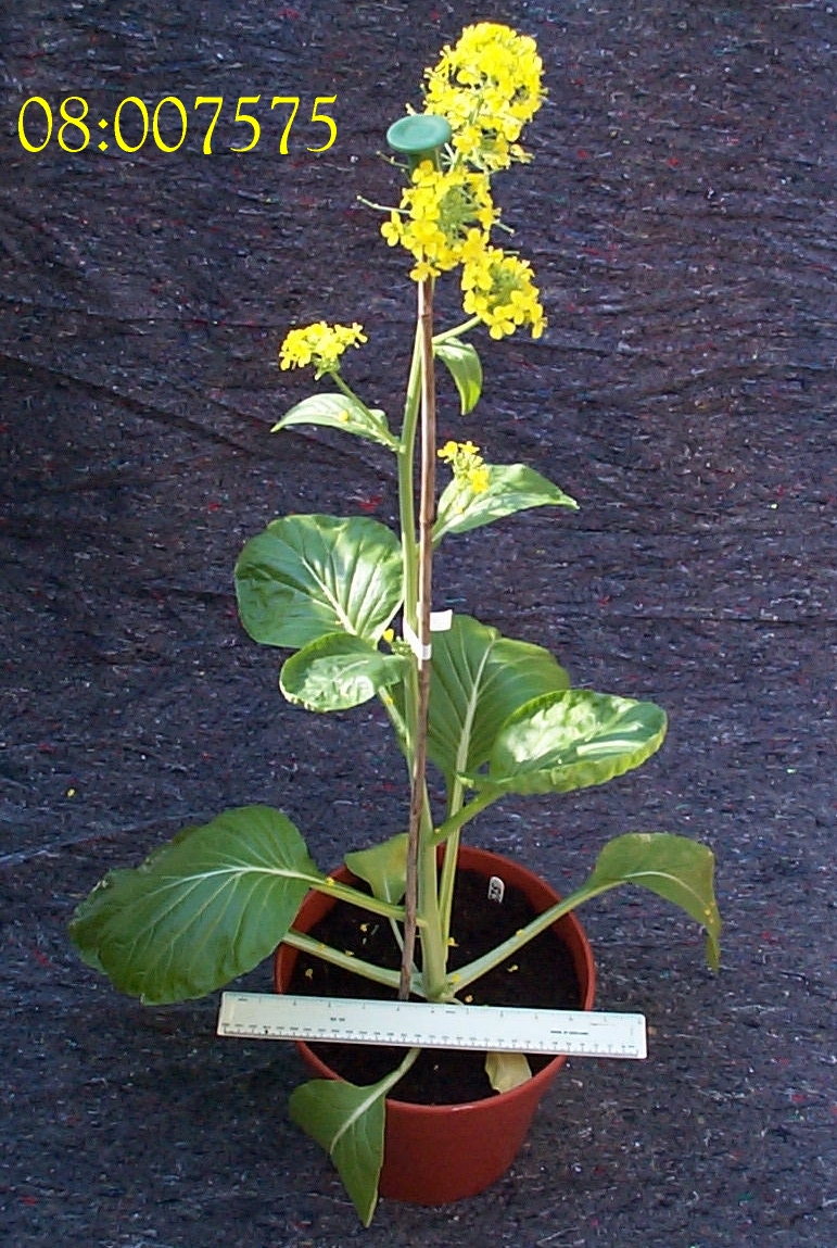 PLANT