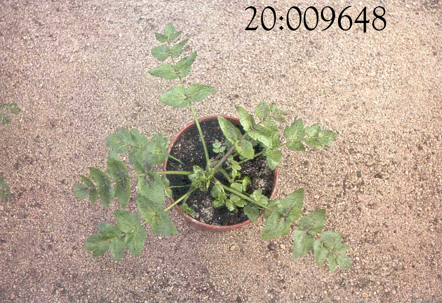 PLANT