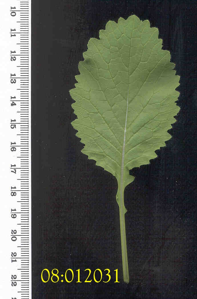 LEAF